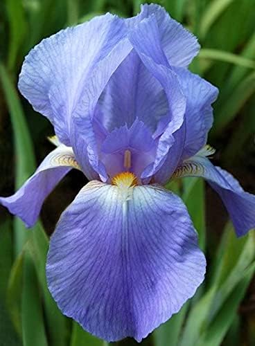 SeedsBulbsPlants&More Juanita-Blue/Purple Bearded Iris Rhizome, Root, Plant