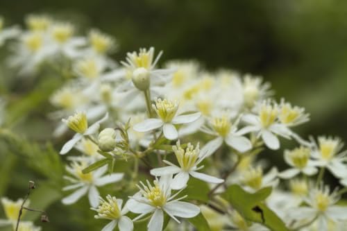 20 White Clematis Virginiana/Virgins Bower Flower Vine Seeds | Virgins Bower, Love Vine