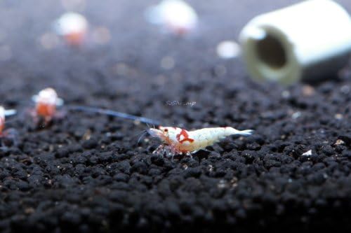 Live Freshwater Aquarium Shrimp - Caridina (Crystal Red Shrimp S-SSS Grade, 5 Pack)