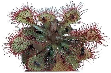 Sundew (Drosera), Living Plant, Good for Acid-Bog Terraria
