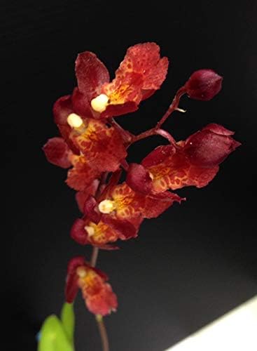 Hwra Lava Burst Puanani - Super Easy to Grow and Bloom, Cute Miniature Orchid, Mildly Fragrant, Lots of Fun! (NOT in Bloom/Bud When Shipped)