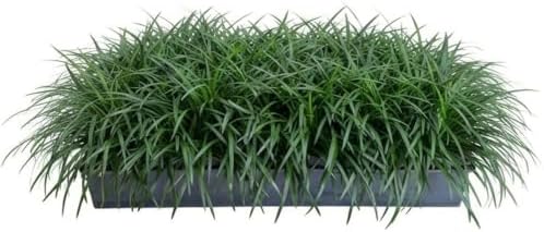 Mondo Grass 18 Pack - Evergreen Groundcover - Full Sun to Part Sun Live Outdoor Plant Loropetalum Grass Plugs