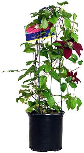 Raymond Evison Clematis - Clematis Giselle (Clematis) Perennial, pink flowers, 8`` - Size Container