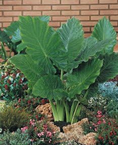 3 Upright Elephant Ear Bulbs- (Giant Upright)