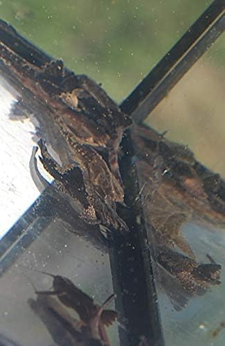 Banjo Catfish
