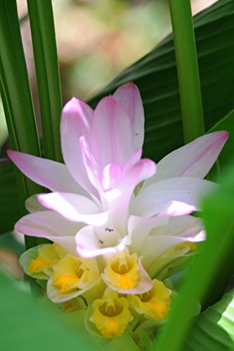 Spectacular Hidden Ginger Curcuma Peliolata Fresh Rhizome