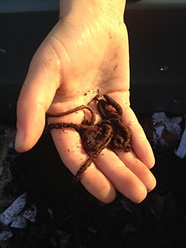1000 Red Wigglers Composting Worms VERMI Indoor Compost Worm castings Live