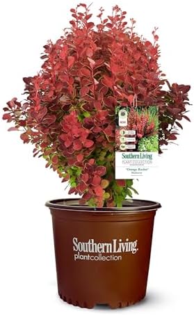 Southern Living 2 Gal. Orange Rocket Barberry Shrub