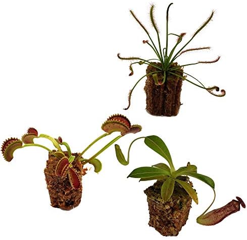 Carnivorous Plant Beginner Collection - Sundew, Venus Flytrap, Pitcher Plant - Live Adult Plants with 3" pots