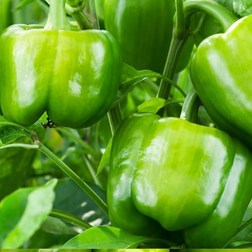 Sustainable Seed Co Emerald Giant Sweet Bell Pepper Seed - 1 OZ 3,360 Seeds | Non-GMO, Heirloom, Open-Pollinated Vegetable Seeds for Gardening - Easy to Grow, Perfect for Farm and Home Gardening