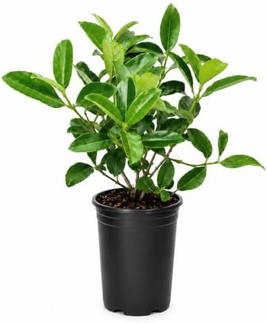 Viburnum Odoratissimum | 20 Live Plants | Fast Growing Shrub, Dense Evergreen Foliage, Fragrant White Flowers, Privacy Hedge, Low Maintenance, Drought Tolerant, Year-Round Interest