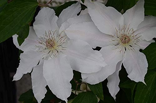 Raymond Evison Clematis - Clematis Giselle (Clematis) Perennial, pink flowers, 8`` - Size Container
