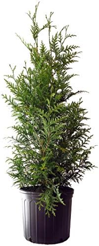 Live Plant Thuja-X Green Giant Evergreen Tree (Western Arborvitae), 3-Gallon Fully Potted Plant from Green Promise Farms