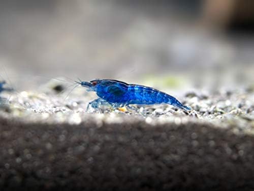 5 Live Freshwater Dream Blue Velvet Shrimp (Neocaridina davidi) - Breeding Age Adults at 1/2 to 1 Inch Long