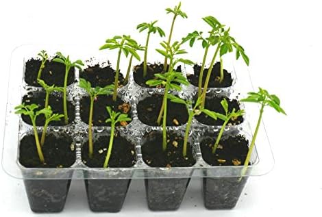 Moringa Oleifera Grow Kit | Pre-Soaked & Pre-Sown | Complete Organic Indoor Growing Set | Grow The Miracle Tree | Perfect Gardening Gift