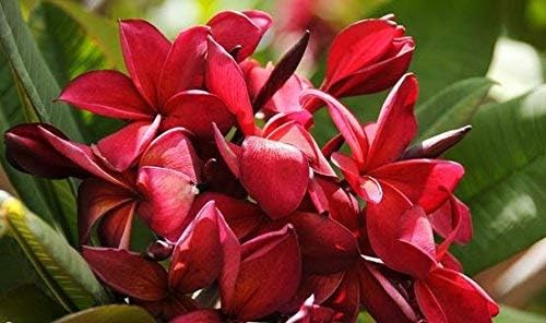 Hawaiian Plumeria Frangipani Plant Cuttings Red 8"-12" Long Discount Hawaiian Gifts