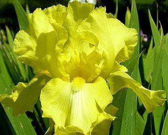 Golden Harvest, Yellow Bearded REBLOOMING IRIS (1) Rhizome/Bulb/Root Ready for Planting Now