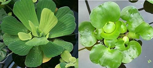 3 Water Lettuces and 3 Water Hyacinths Bundle - Floating Live Pond Plants for Water Gardens