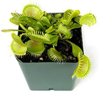 Sprig & Stone Carnivorous Plant Dionaea muscipula (Venus Fly Trap)