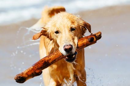 Doctor BEASLEY'S Advanced Ear Bomb is a Powerful 1 Step Cleaning Solution Treatment for Dog Ear Infections, Cleaner Replaces Drops, Vet Visits