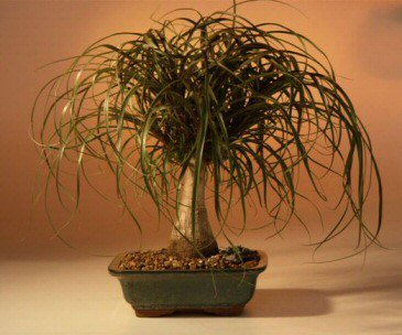 Bonsai Boy's Ponytail Palm - Medium (Beaucamea Recurvata)