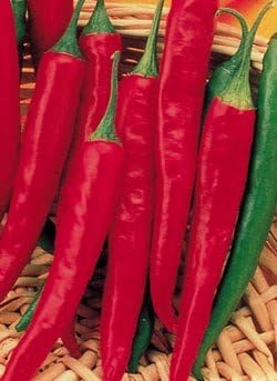 Clovers Garden Cayenne Long Slim Pepper Plants- Two (2) Live Plants – Non-GMO - Not Seeds – Each 4"-8" Tall in 4 Inch Pots - Medium Heat