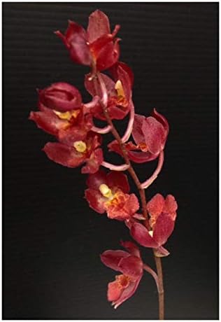 Hwra Lava Burst Puanani - Super Easy to Grow and Bloom, Cute Miniature Orchid, Mildly Fragrant, Lots of Fun! (NOT in Bloom/Bud When Shipped)