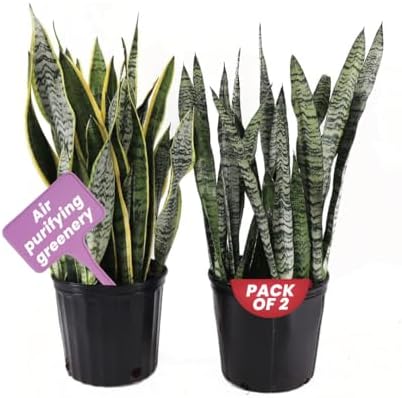 American Plant Exchange Snake Plant – Medium 6-Inch Pot Yellow Sansevieria Trifasciata, Drought-Tolerant, Air-Purifying Live Houseplant for Home