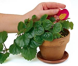 ® Osmocote Classic Flower and Vegetable Smart-Release Plant Food, 15 oz Bag (14-14-14 Plant Fertilizer)