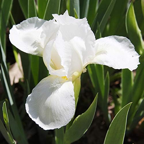 White Swirl Siberian Iris Flower Bulbs - 5 Roots per Pack - Attracts Butterflies and Hummingbirds