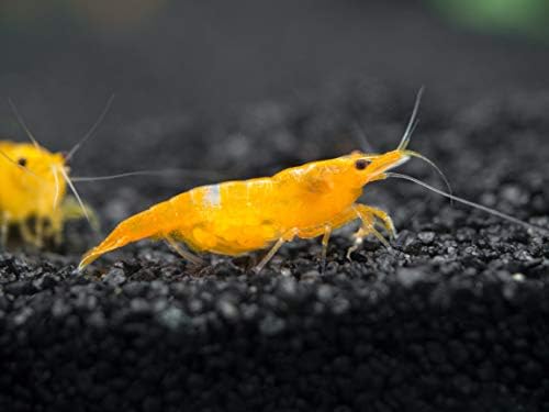 1 Live Orange Sakura Shrimp (Neocaridina davidi) - Breeding Age Young Adults at 1/2 to 1 Inch Long