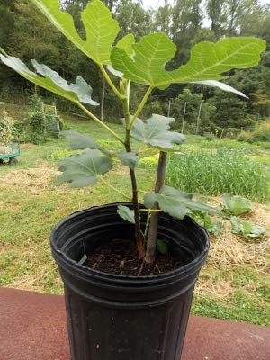 Ficus "Celeste" Fig Tree live plant cold hardy