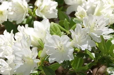 Brighter Blooms - Autumn Angel® Encore® Azalea, 1 Gallon - No Shipping to AK, AZ, HI