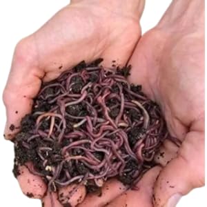 250 (1/4lb) count live red wiggler worms wriggler