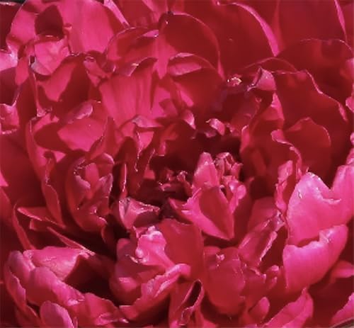 Phillipe Rivoire Double Dark Red Peony - Bare Root 3-5 Eyes