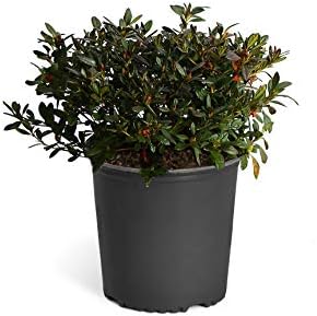 Brighter Blooms - Autumn Royalty® Encore® Azalea, 1 Gallon - No Shipping to AK, AZ, HI