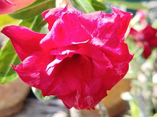 New!! U.S. Seller 50 Fresh Desert Rose Seeds Mixed Colors Adenium Desert Rose 50 Pack Single and Multi Colored Flowers Fresh Seeds