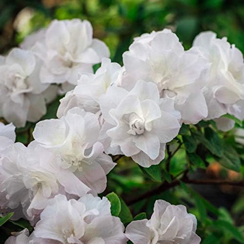 Hardy Gardenia Azalea (Rhododendron 'Hardy Gardenia') White Flowering Evergreen Plant 3 Gallon Outdoor