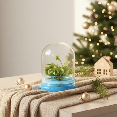 Venus Fly Trap, Fly Trap Carnivorous Plant, a Fun & Live Gift!