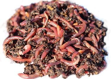 Live Redworms Composting Red Worms - 300 Red Wigglers