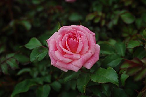 Drift Roses - Rosa Peach Drift (Rose) Rose, double peach flowers, #2 - Size Container