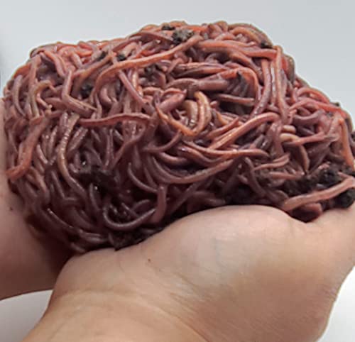 2000+ (2LBS) Red Wigglers Live Worms for Composting & Garden - Live Delivery! - Worm Castings - Adder for Worm Farm for Kids Garden Red Wiggler