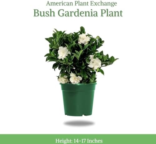 American Plant Exchange Gardenia Tree – Live Evergreen in Large 8-Inch Pot, Fragrant White Blooms, Easy-Care Indoor & Outdoor Flowering Tree for Home, Patio & Garden Décor
