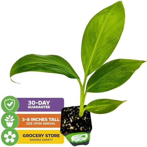 Ice Cream Banana Tree (1-Pack) Live Plants by Wellspring Gardens | Easy to Grow Plants for Nature Lovers & Gardeners- Outdoor Planting in Patio | Musa acuminata