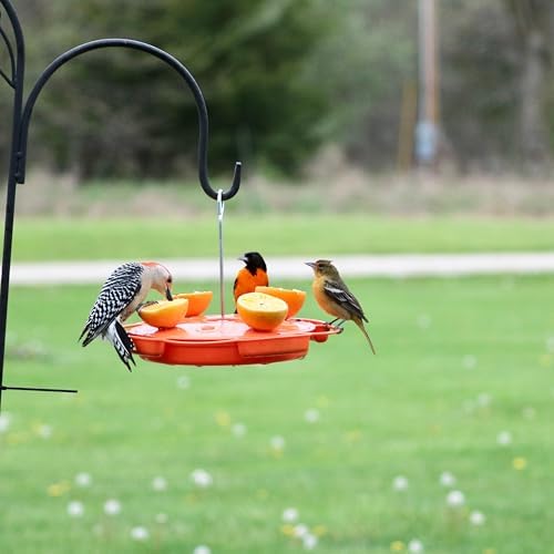 Ultimate Oriole Feeder, Nectar Jelly Fruit and Mealworm Station | Multi-Food Oriole Feeder; Nectar Jelly Fruit; Mealworm Station; Bright Orange