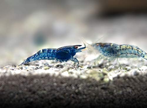 5 Live Freshwater Dream Blue Velvet Shrimp (Neocaridina davidi) - Breeding Age Adults at 1/2 to 1 Inch Long