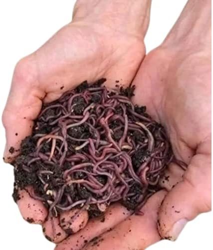 250+ (1/4LB) Red Wigglers Live Worms for Composting and Garden - Live Delivery Guaranteed! Red Worms for Worm Castings - Wiggly Wrigglers - Great