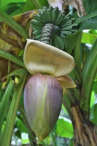 Musa Basjoo Banana Plant - Cold Hardy Banana - Japanese Snow Banana