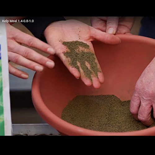 Coast of Maine Kelp Meal – Organic Plant Food