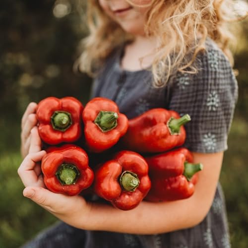 Marconi Red Pepper - 25 Seeds - Giant Sweet Italian Pepper, Heirloom Pepper Variety, USA-Grown